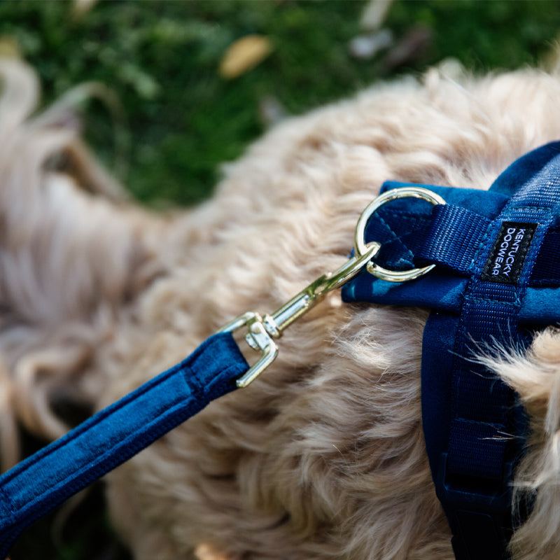 Kentucky Dogwear - Laisse pour chien Velvet 2m marine | - Ohlala