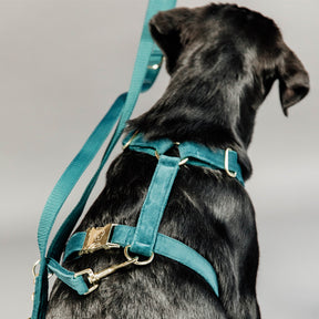 Kentucky Dogwear - Laisse pour chien Velvet 2m émeraude | - Ohlala