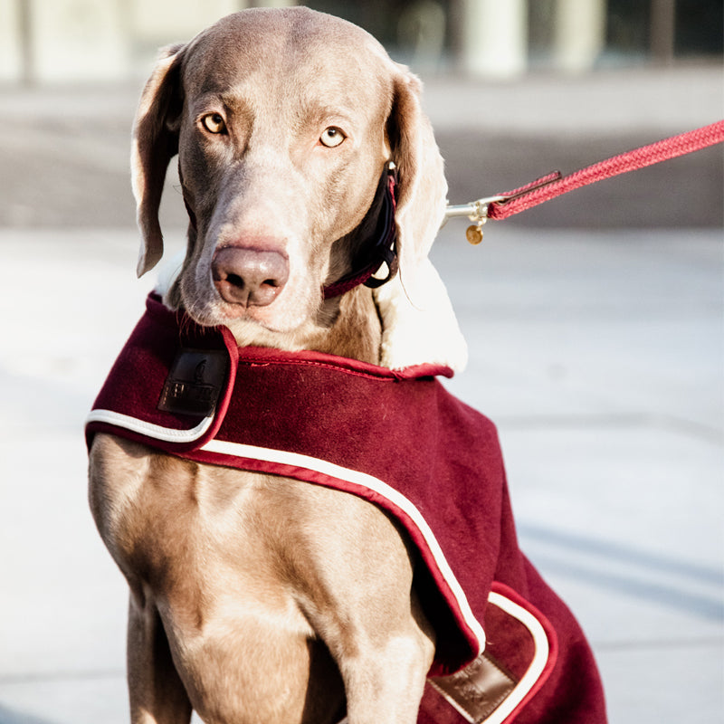 Kentucky Dogwear - Manteau chien heavy fleece bordeaux | - Ohlala