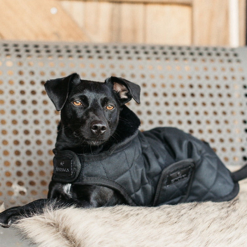 Kentucky Dogwear - Manteaux pour chiens 160g noir | - Ohlala