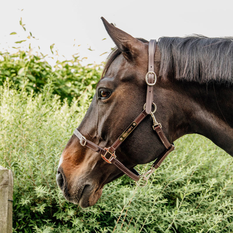 Kentucky Horsewear - Licol en cuir synthétique flexible | - Ohlala